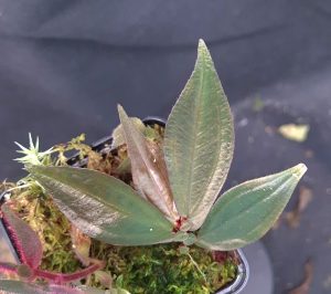 Sonerila sp. Metallic Bluish for sale, rare new species