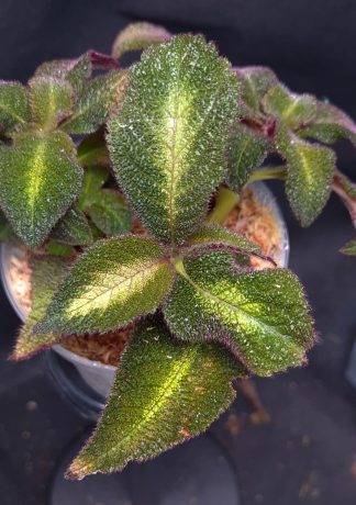 Codonoboea sp. Borneo for sale, new species
