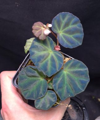 5-06-25 WYSIWYG Begonia sp. Sarawak - selected flowering specimen