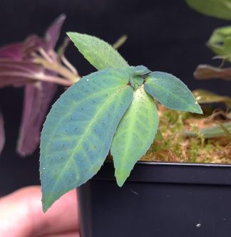 5-06-25 WYSIWYG Sonerila sp. Peang Sibau - new iridescent species