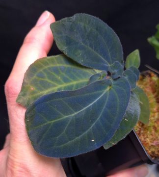 5-06-25 WYSIWYG Sonerila sp. Kapuas Hulu (Dark Blue) - new iridescent species