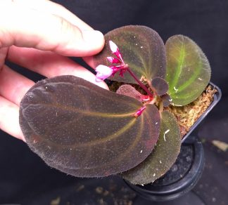 5-06-25 WYSIWYG Sonerila sp. Silat (veined form) - selected flowering specimen