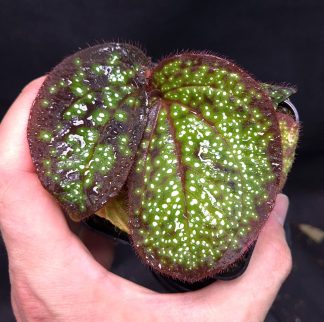 5-06-25 WYSIWYG Sonerila sp. Glowing Dots