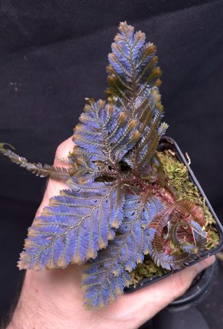 5-06-25 WYSIWYG Selaginella sp. Malaysia Ultra Blue - new release