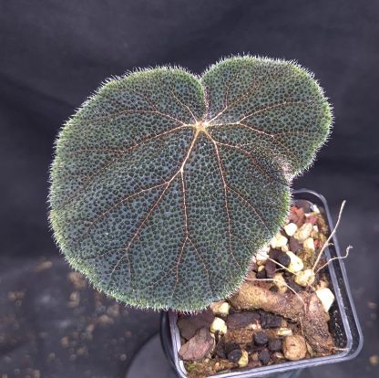12-06-25 WYSIWYG Begonia aff. versicolor (dark form) - new release