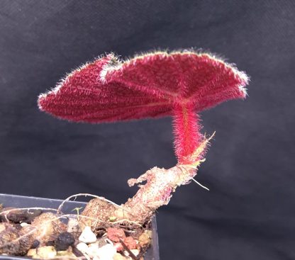 12-06-25 WYSIWYG Begonia aff. versicolor (dark form) - new release - Image 2