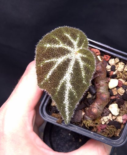 12-06-25 WYSIWYG Begonia sp. U665 - very rare species, new release