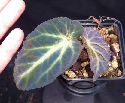 12-06-25 WYSIWYG Begonia sp. Thuan Chau (Vietnam) - very rare, new & iridescent species