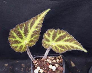 12-06-25 WYSIWYG Begonia sp. nov. (Vietnam) - very rare new species, new release