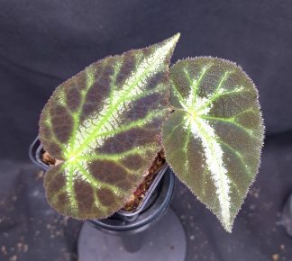 12-06-25 WYSIWYG Begonia locii - rare species, new release