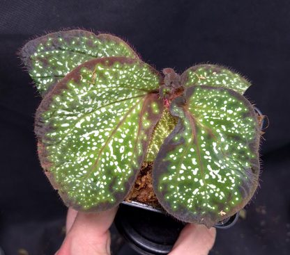 12-06-25 WYSIWYG Sonerila sp. Glowing Dots (semi-irregular form) - big specimen