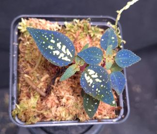 12-06-25 WYSIWYG Sarcopyramis sp. Gayo Aceh - double specimen