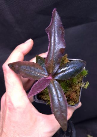 12-06-25 WYSIWYG Labisia sp. Metallic Blue