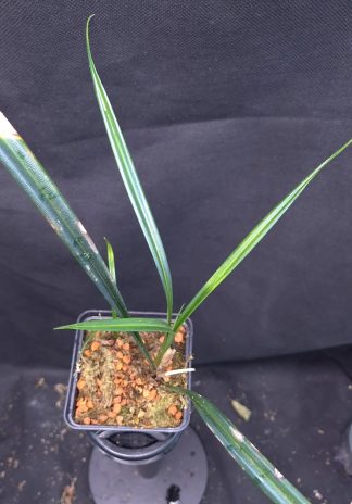 12-06-25 WYSIWYG Mapania caudata  (double specimen)