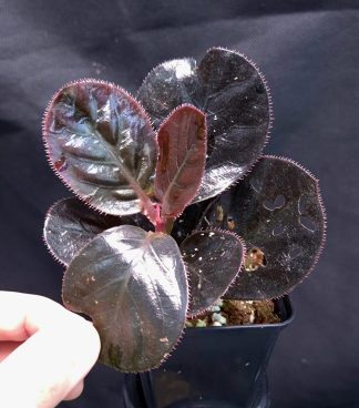 12-06-25 WYSIWYG Ardisia sp. Vi Xuyen (Vietnam) - deep black rare species