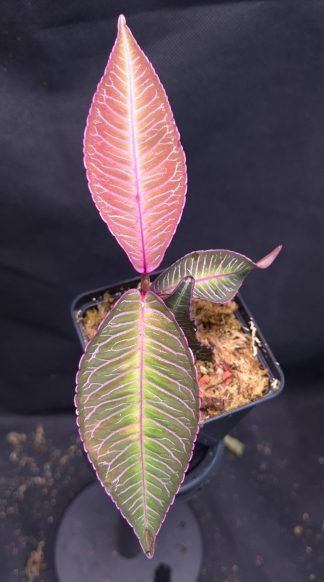 12-06-25 WYSIWYG Ardisia sp. Perlis Malaysia