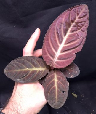 12-06-25 WYSIWYG Ardisia sp. Song Ma (Vietnam) - new species, large specimen