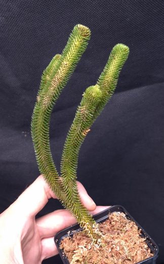 12-06-25 WYSIWYG Phlegmariurus hystrix (rooted division)