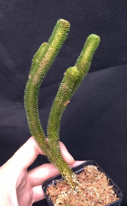 12-06-25 WYSIWYG Phlegmariurus hystrix (rooted division)