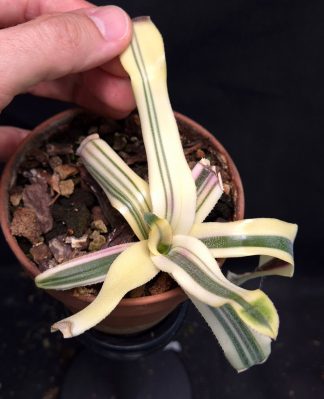 19-06-25 WYSIWYG Aechmea chantinii "Miami Heat" - stunning, rare cultivar, new release