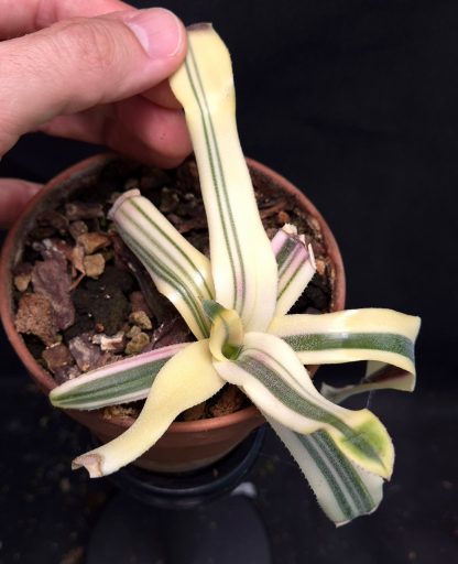 19-06-25 WYSIWYG Aechmea chantinii "Miami Heat" - stunning, rare cultivar, new release