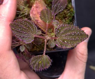 19-06-25 WYSIWYG Sarcopyramis sp. Hairy Pink Dots
