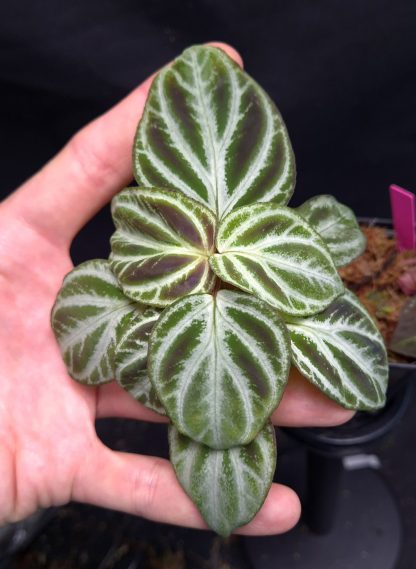 19-06-25 WYSIWYG Sonerila sp. Payakumbuh Utara (light form) - big specimen, flowering size
