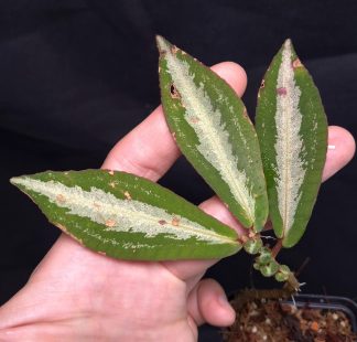 19-06-25 WYSIWYG Sonerila sp. Sanggau - new species