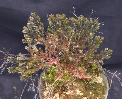 19-06-25 WYSIWYG Selaginella sp. Borneo Black - big specimen