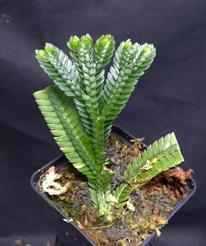 19-06-25 WYSIWYG Selaginella sp. Serimbu - giant species