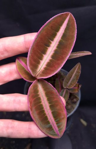 19-06-25 WYSIWYG Emblemantha urnulata "Veinless Fluo Pink" - selected specimen