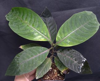19-06-25 WYSIWYG Palicourea paulina - new release