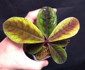 19-06-25 WYSIWYG Labisia sp. Sarawak - selected specimen