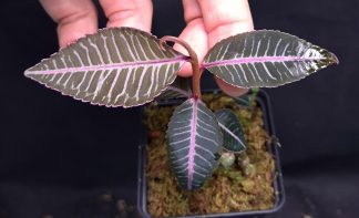 19-06-25 WYSIWYG Emblemantha sp. Thailand - selected specimen