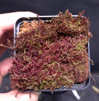 19-06-25 WYSIWYG Red moss (Borneo) - big portion