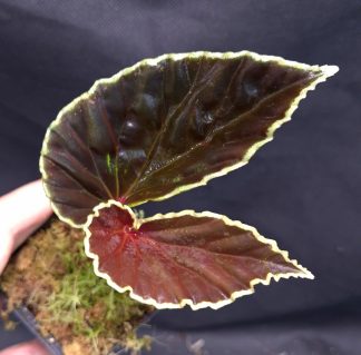 19-06-25 WYSIWYG Begonia darthvaderiana - selected specimen, famous species