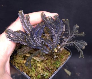 19-06-25 WYSIWYG Selaginella sp. Black Iridescent - deep dark blue species