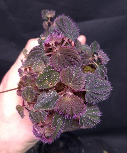 19-06-25 WYSIWYG Sarcopyramis sp. Hairy Pink Dots - huge, extremely dense specimen - Image 3