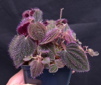 19-06-25 WYSIWYG Sarcopyramis sp. Hairy Pink Dots - huge, extremely dense specimen