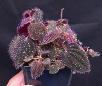 19-06-25 WYSIWYG Sarcopyramis sp. Hairy Pink Dots - huge, extremely dense specimen