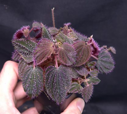 19-06-25 WYSIWYG Sarcopyramis sp. Hairy Pink Dots - huge, extremely dense specimen - Image 2