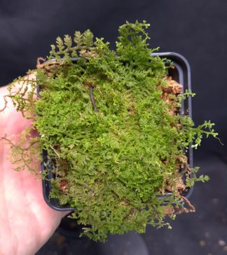 19-06-25 WYSIWYG Trichocolea sp. (Lichenous moss from Indonesia) - large portion