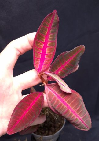 26-06-25 WYSIWYG Emblemantha urnulata "Ultra Pink Fluo" - selected large specimen