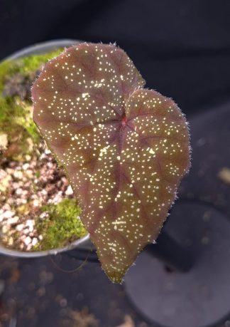 26-06-25 WYSIWYG Begonia curtisii (Krabi)