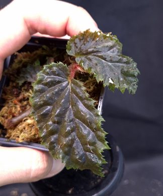 26-06-25 WYSIWYG Begonia ruthiae - new release