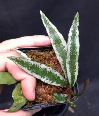 26-06-25 WYSIWYG Microsorum sp. album - new release, unique fern