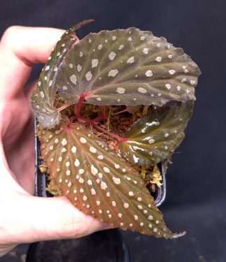 26-06-25 WYSIWYG Begonia sp. Hulu Kalis - new species