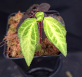 26-06-25 WYSIWYG Sonerila sp. Hulu Sibau