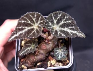 26-06-25 WYSIWYG Begonia sp. U665  (Vietnam) - top rarity
