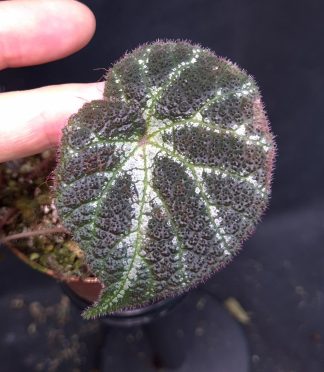 26-06-25 WYSIWYG Begonia aff. locii
